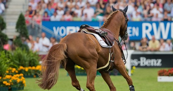 U należącego do brytyjskiej królowej Elżbiety II konia wyścigowego Estimate wykryto doping. Test wykonany u pięcioletniej klaczy, która w ubiegłym roku wygrała prestiżowy wyścig Ascot Gold Cup, wykazał stosowanie morfiny.
