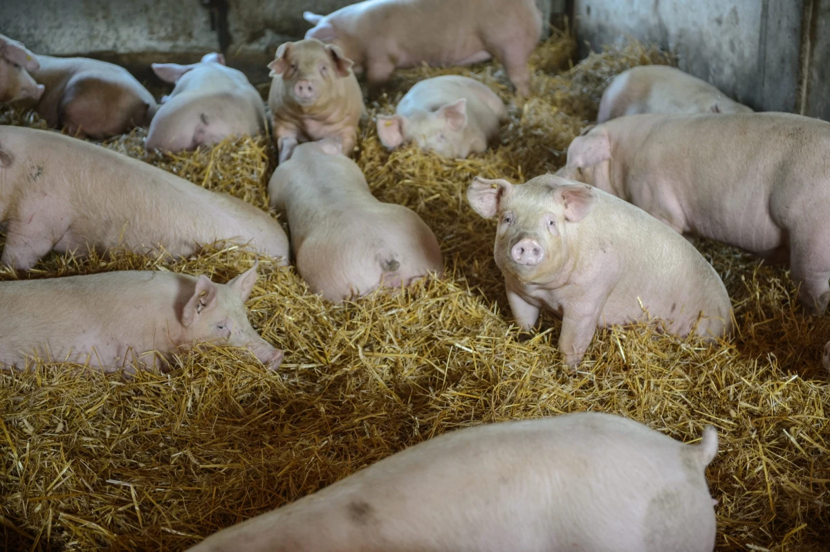 ​Pierwszy w Polsce przypadek afrykańskiego pomoru u świń hodowlanych wykryto w Gródku na Podlasiu. Informację w tej sprawie potwierdził Główny Lekarz Weterynarii. Wcześniej wirusa ASF wykrywano w naszym kraju tylko u dzików.