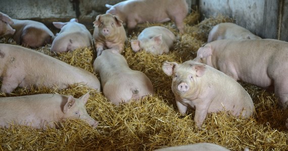 ​Pierwszy w Polsce przypadek afrykańskiego pomoru u świń hodowlanych wykryto w Gródku na Podlasiu. Informację w tej sprawie potwierdził Główny Lekarz Weterynarii. Wcześniej wirusa ASF wykrywano w naszym kraju tylko u dzików.