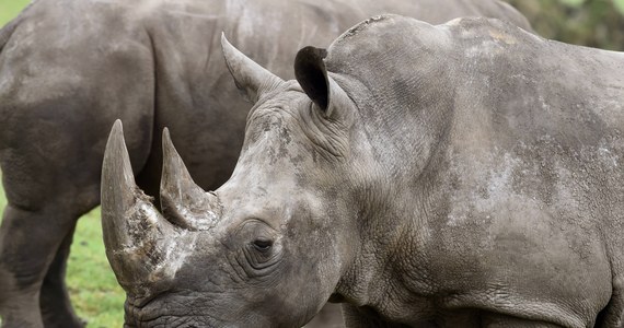 Na 77 lat więzienia został skazany kłusownik z Republiki Południowej Afryki za zabicie trzech młodych nosorożców. Z roku na rok coraz więcej tych zwierząt jest zabijanych dla rogów.