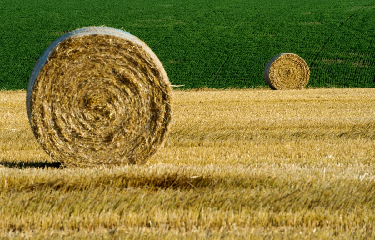 Piątek to ostatni w tym tygodniu dzień z chmurami i deszczem. Weekend będzie słoneczny i bardzo ciepły. W niedzielę na termometrach zobaczymy nawet 31 stopni Celsjusza. Synoptycy ostrzegają przed burzami - zagrzmi w całej Polsce, lokalnie może spaść grad. 