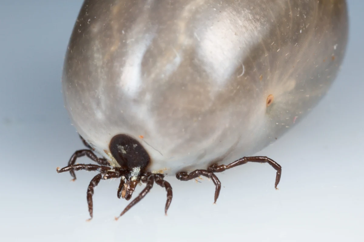 W pierwszym półroczu tego roku było ponad 5,3 tys. przypadków boreliozy. To o blisko tysiąc przypadków więcej niż w tym samym okresie ubiegłego roku - wynika z  najnowszych danych Narodowego Instytutu Zdrowia Publicznego- Państwowego Zakladu Higieny. Borelioza to choroba bakteryjna przenoszona przez kleszcze. 