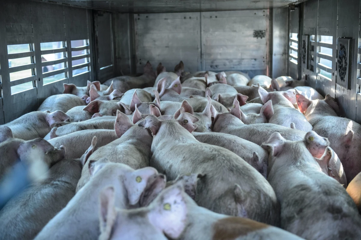 Po miesiącu Ukraina przywróciła zakaz importu polskich świń, ich mięsa i przetworów. Powód embarga to pojawienie się w Polsce choroby afrykańskiego pomoru świń (ASF) u zwierząt hodowlanych.