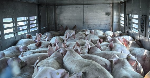 Po miesiącu Ukraina przywróciła zakaz importu polskich świń, ich mięsa i przetworów. Powód embarga to pojawienie się w Polsce choroby afrykańskiego pomoru świń (ASF) u zwierząt hodowlanych.