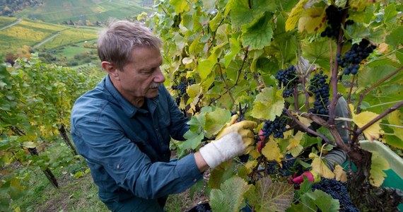 Blisko 300 tysięcy pracowników sezonowych – w tym kilkadziesiąt tysięcy Polaków - pracuje każdego roku przy winobraniu we Francji. Najniższa zagwarantowana prawnie płaca brutto wynosi w tym kraju ponad 9,53 euro za godzinę zbierania winogron.