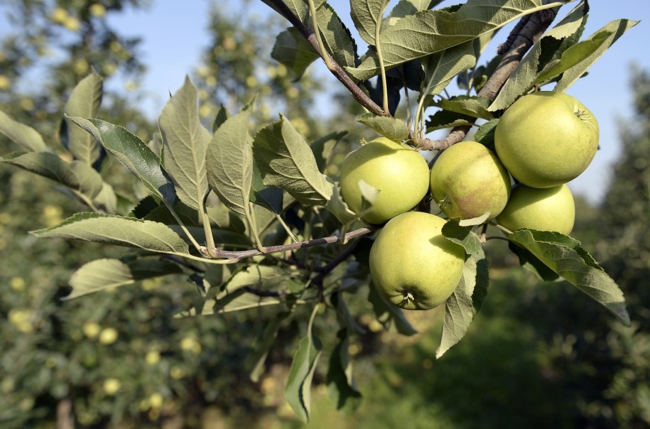 /Darek Delmanowicz /PAP