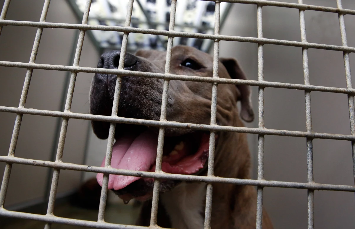 Do nieszczęśliwego wypadku doszło na ulicy Zamkowej w Obornikach w województwie wielkopolskim. Prowadzony na smyczy pies rasy Staffordshire Bull Terrier zerwał się właścicielowi i zaatakował rodzeństwo.