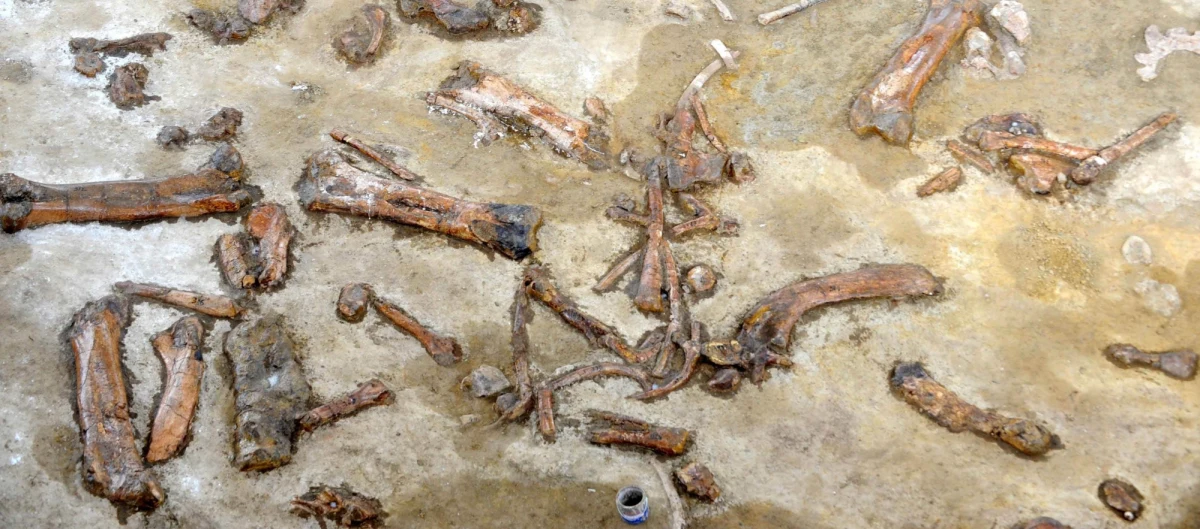 34-centymetrowy "pazur" zauropoda odkryli naukowcy w niewielkiej miejscowości na zachodzie Francji. W ciągu ostatnich lat znaleziono tam szczątki dinozaurów, mamutów, prehistorycznych krokodyli i żółwi.