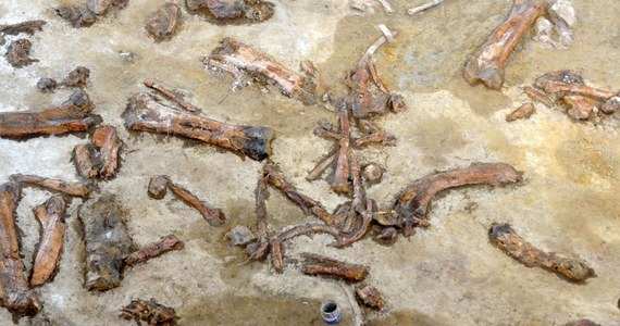 34-centymetrowy "pazur" zauropoda odkryli naukowcy w niewielkiej miejscowości na zachodzie Francji. W ciągu ostatnich lat znaleziono tam szczątki dinozaurów, mamutów, prehistorycznych krokodyli i żółwi.