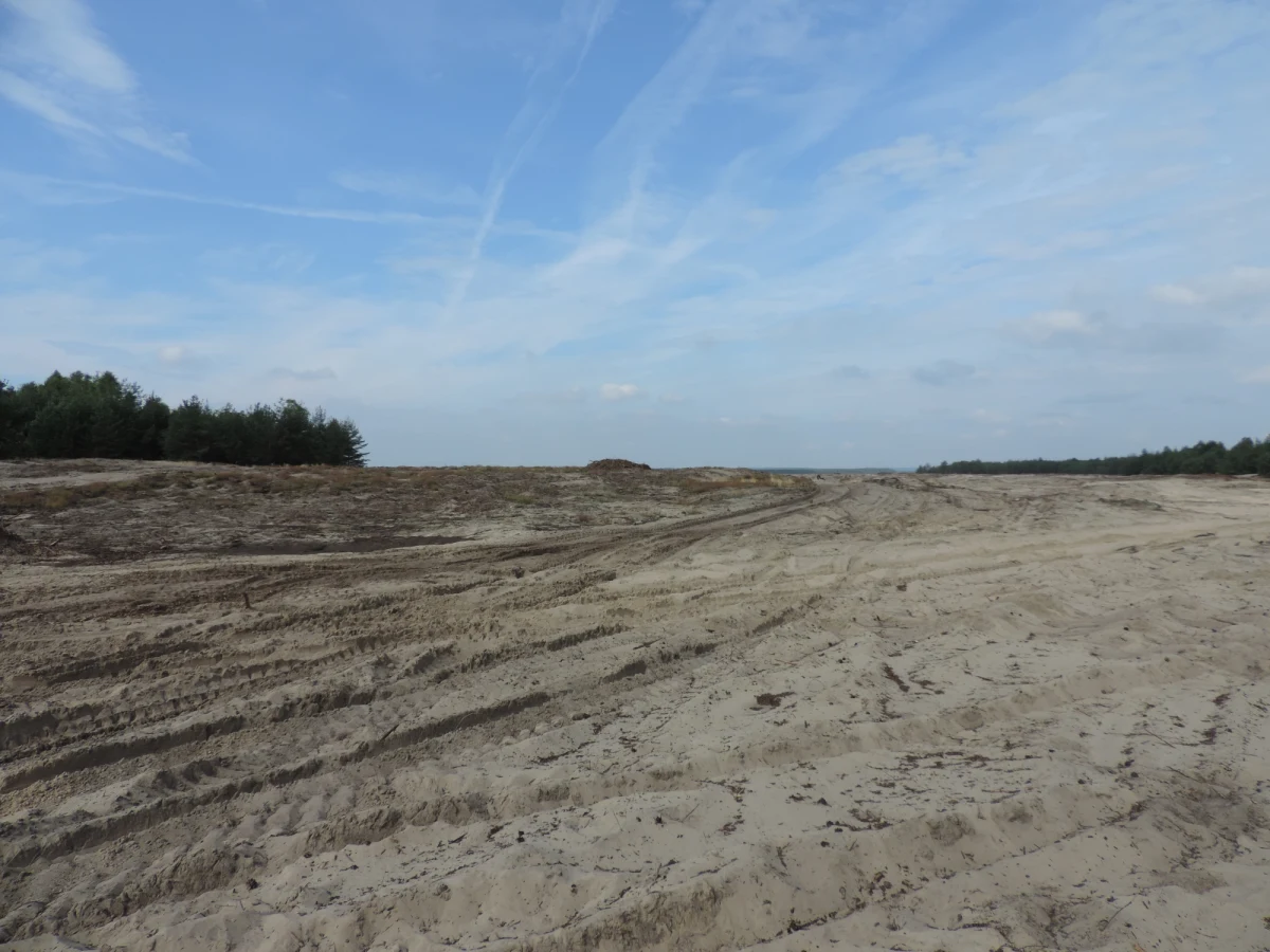 Jedyną w Polsce pustynię odnajdziecie w Małopolsce. Na powierzchni ponad 33 kilometrów kwadratowych poczujecie się jak w Afryce...