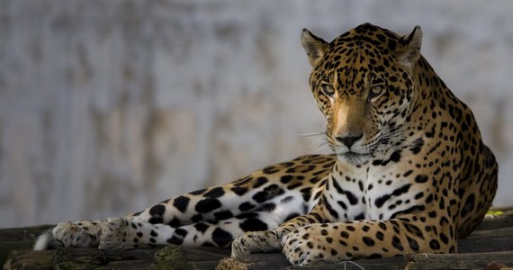 Jaguar o imieniu Alonso uciekł z ogrodu zoologicznego w 40-tysięcznym mieście Łowecz na północy Bułgarii i grasuje w miejscowym parku. Mer miasta zmobilizował wszystkich okolicznych myśliwych do schwytania zwierzęcia.