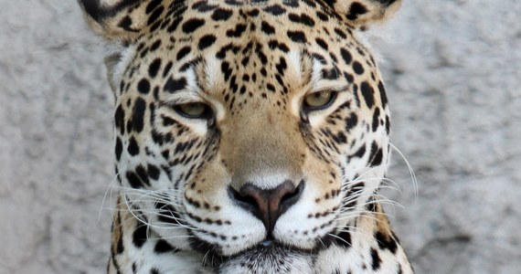 Bułgarscy myśliwi zastrzelili jaguara, który uciekł z zoo w Łoweczu na północy Bułgarii. Zwierzęcia, które grasowało w miejskim parku 40-tysięcznego miasta, poszukiwało ponad 50 ludzi.