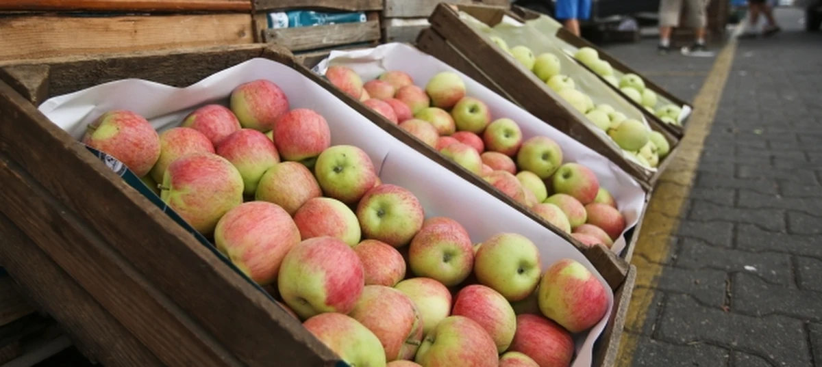 Unijne rekompensaty związane z rosyjskim embargiem mogą trafić wyłącznie do producentów polskich jabłek - dowiedziała się nasza korespondentka w Brukseli Katarzyna Szymańska-Borginion. Taki może być plan Komisji Europejskiej, której przedstawiciele spotkali się w czwartek po raz pierwszy z polską delegacją. 