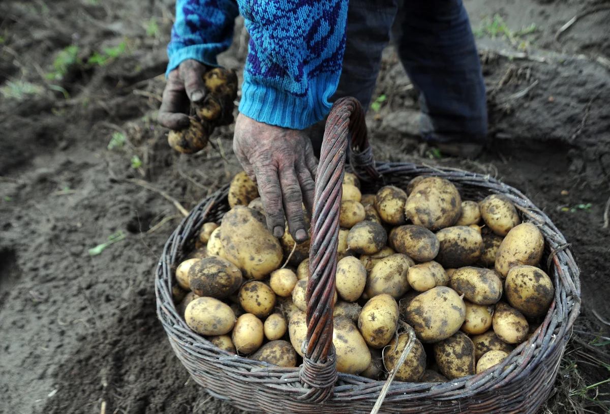 Już teraz jedna trzecia Rosjan oszczędza na jedzeniu. Po wprowadzeniu zakazu importu żywności z krajów zachodnich wrośnie jeszcze liczba niedojadających - uważa Natalia Szagajda dyrektor Centrum Polityki Rolnej Rosyjskiej Akademii Gospodarki Narodowej. Jej wypowiedź cytuje TV Biełsat.