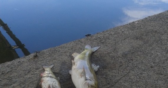 Blisko 5 ton ryb padło w Nysie Kłodzkiej koło Barda na Dolnym Śląsku. To wstępne szacunki Polskiego Związku Wędkarskiego. Do rzeki w nocy z soboty na niedzielę wpuszczono nieznaną substancję. Sprawców szuka policja. 