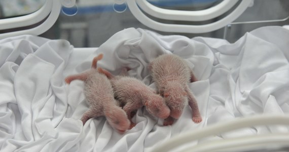 "Cudowne narodziny" trojaczków pandy w zoo Changlong w Chinach. Wszystkie młode żyją. Jest to czwarty w historii przypadek narodzin trojaczków pandy wielkiej w niewoli i pierwszy, w którym żadne z młodych nie zmarło wkrótce po urodzeniu.