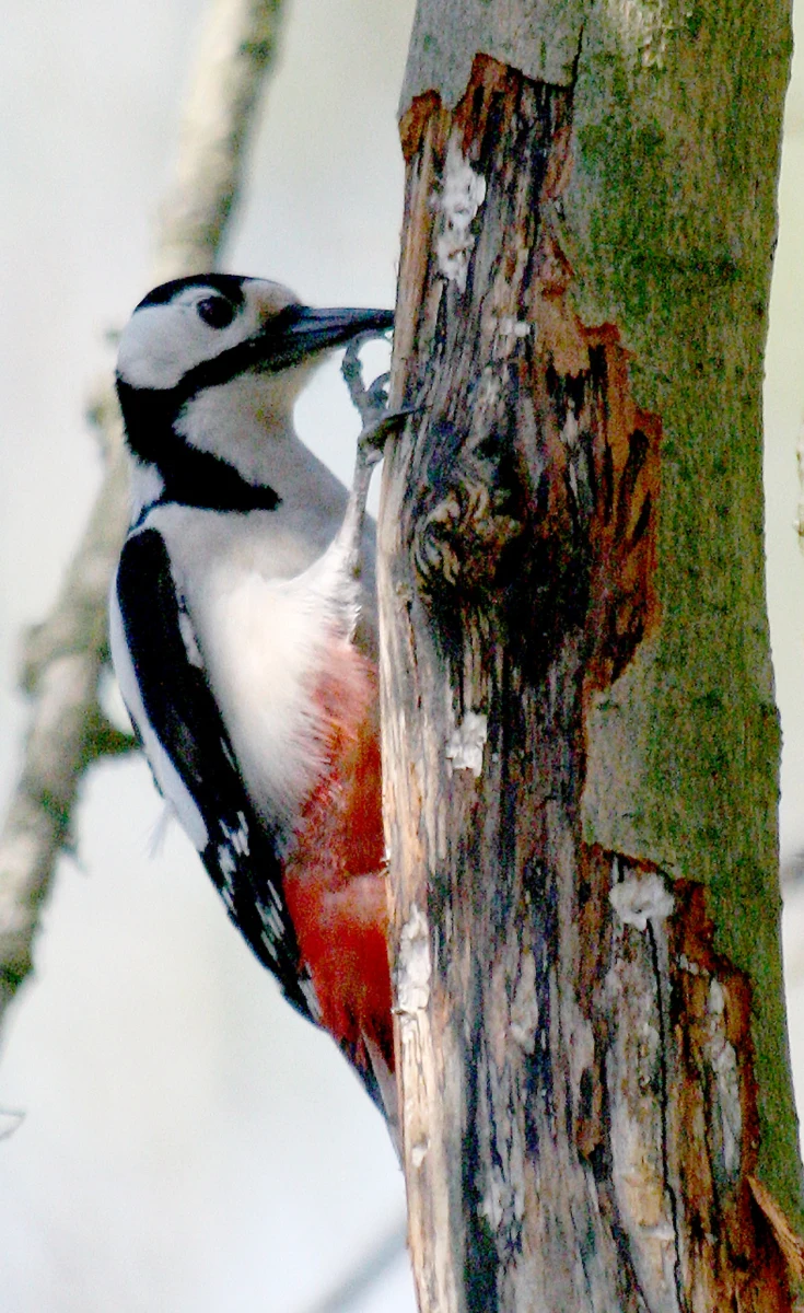 Dzięcioł unika uszkodzeń mózgu podczas stukania w pień drzewa dzięki wyrafinowanej, przeciwwstrząsowej budowie całego ciała, a w szczególności dzioba i głowy - twierdzą chińscy naukowcy. Badacze z Dalian University of Technology w północno-wschodnich Chinach piszą na łamach czasopisma "SCIENCE CHINA Technological Sciences", że wykorzystanie tych doświadczeń może pomóc w rozwoju inżynierii, między innymi budowie samochodów lepiej chroniących przed skutkami wypadków.