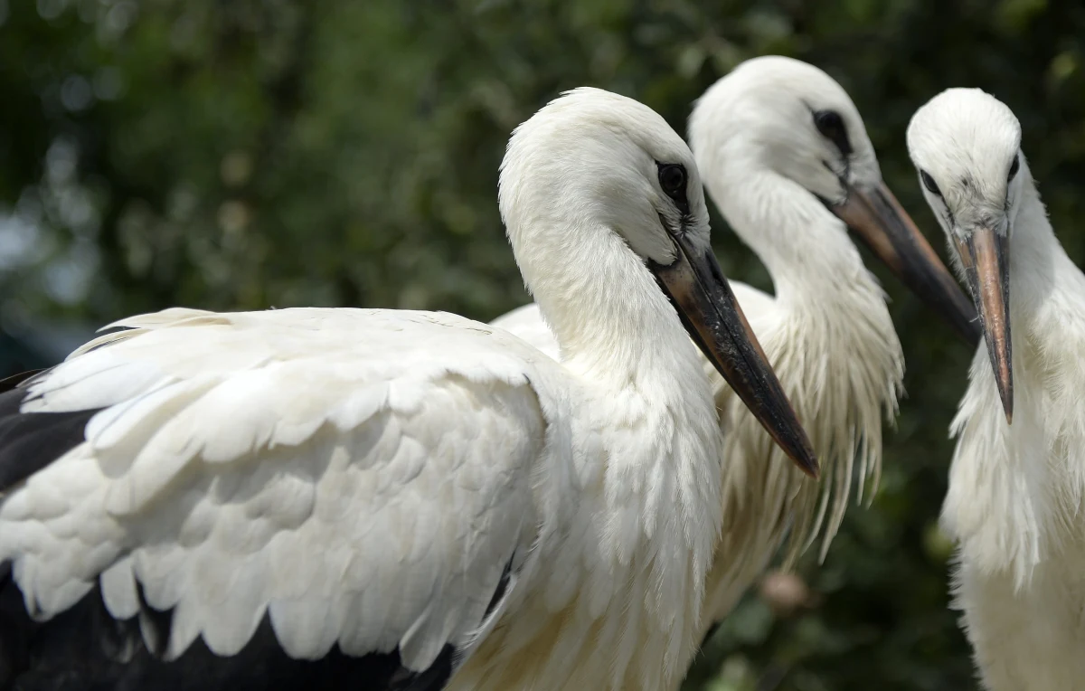 W najbliższych dniach z gniazd na Warmii i Mazurach odlecą ostatnie bociany. Te, które zostaną na zimę, jesienią trafią do specjalistycznych ośrodków, które pomogą tym ptakom przetrwać mrozy. 