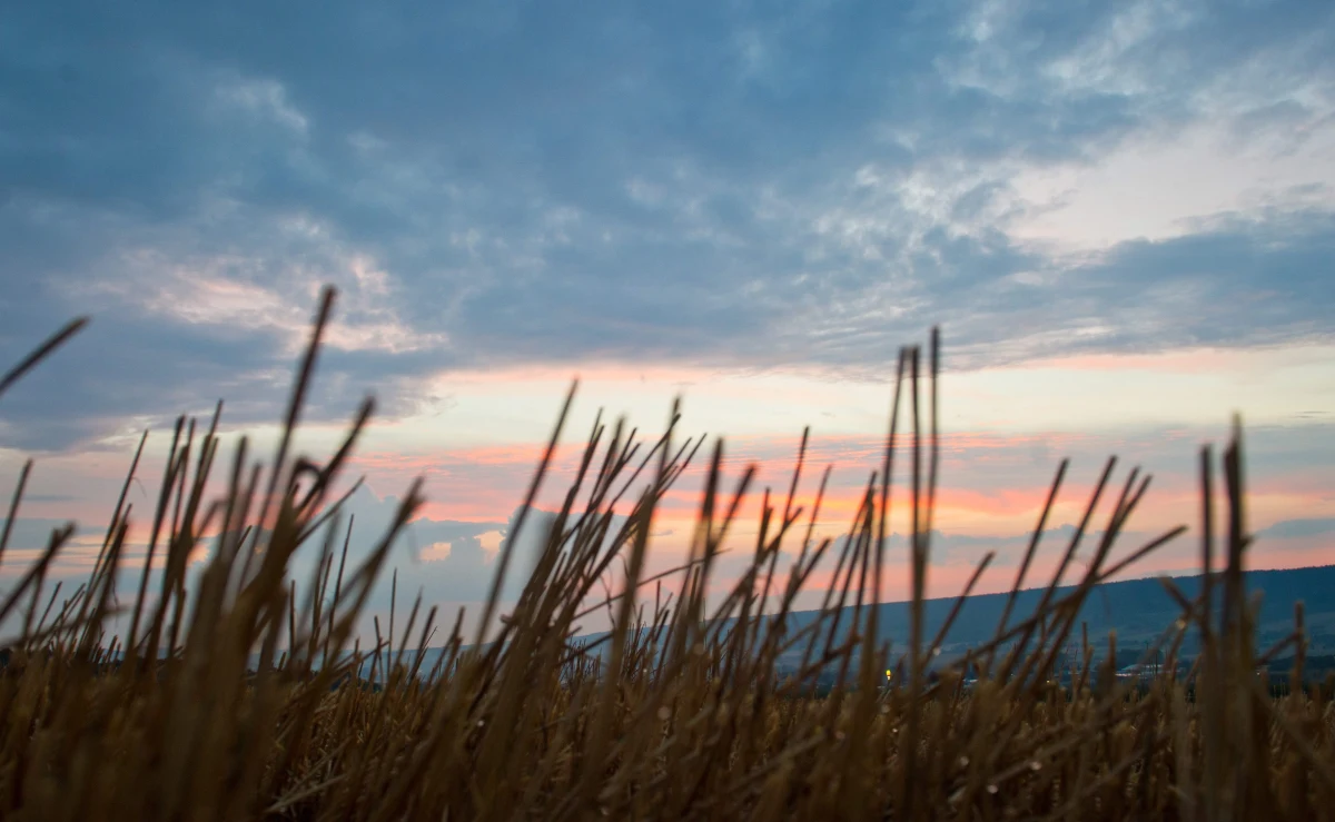 Najbliższe dni upłyną pod znakiem aury dynamicznej i kapryśnej. Dominować będzie zachmurzenie umiarkowane oraz duże, przydadzą się też parasole. Strefa opadów będzie przemieszczać się z zachodu na wschód kraju. Synoptycy ostrzegają, że lokalnie spodziewane są burze, miejscami gwałtowne. Niewkluczone są też ulewy i gradobicia. Na upały nie ma co liczyć, temperatury nie przekroczą 21 st. Celsjusza. Co prawda, niedziela przyniesie większą ilość słońca, ale wyraźną poprawę pogody przyniesie dopiero poniedziałek.