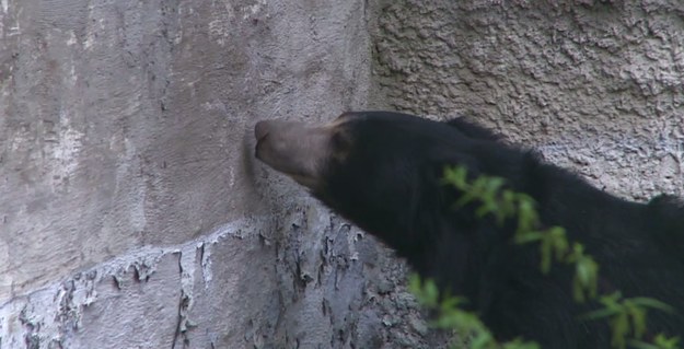 Wprowadzony przez Rosję zakaz importu produktów żywnościowych z UE, USA i Kanady, Australii i Norwegii najbardziej dał się we znaki... mieszkańcom moskiewskiego ogrodu zoologicznego! Żyje tu blisko 8 tysięcy zwierząt, które zjadają około 300 kg owoców i warzyw dziennie. Szczególnie niewesoła jest sytuacja niedźwiedzia, który jest amatorem jabłek. Dotychczas karmiony był polskimi jabłkami. Pracownicy zoo przyznają, że na razie mogą zastąpić je jabłkami od rosyjskich hodowców - nie są jednak w stanie zagwarantować, że będą mogli nadal dostarczać owoce swojemu podopiecznemu, gdy nadejdzie zima.