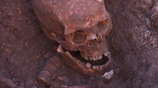 Czaszka i szkielet angielskiego monarchy Ryszarda III, odkryte pod miejskim parkingiem w Leicester w 2012 r., to nie lada gratka dla naukowców! Zanim odbędzie się ich ponowny pochówek, eksperci chcą odtworzyć życie króla zapisane w kościach. Co jadał? Na jakie dolegliwości cierpiał? Jaki był mechanizm jego śmierci, która dopadła go w 1485 r., na polu bitwy pod Bosworth? 


Dokładne badania prowadzone przy użyciu najnowocześniejszego sprzętu ujawniają intrygujące fakty. I tak, ustalono między innymi, że dieta władcy była wręcz luksusowa. Monarcha nie stronił od zagranicznych trunków, a także dzikiego ptactwa oraz ryb, powszechnie serwowanych podczas zamkowych uczt w dobie późnego średniowiecza. 


Niestety, niedostateczna higiena - znak tamtych czasów - nie uchroniły Ryszarda przed... glistnicą. Badacze przypuszczają, że tuż po zgonie pasożyty mogły opuścić ciało króla, wydostając się na zewnątrz poprzez nozdrza i otwory w uszach. Ryszard zginął przeszyty kilkunastoma ostrzami. Nie była to lekka śmierć. - Zadano mu wiele ciosów ostrą bronią. Na pewno bardzo cierpiał, zanim skonał, bo rany były liczne - wyjaśnia dr Piers Mitchell, antropolog z Uniwersytetu w Cambridge.