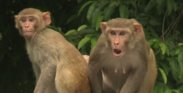 Nie ma chyba na świecie zwierząt, które potrafią uprzykrzyć życie człowiekowi równie mocno, co makaki. Te małpy są prawdziwą plagą Indii. Wdzierają się do domów i instytucji, by kraść pożywienie. Są przy tym bardzo agresywne - nie wahają się atakować ludzi. Opętane wiecznie niezaspokojonym głodem, potrafią nawet odgryźć kawałek ludzkiego ciała.


By bronić się przed makakami (których nie można zabijać ze względu na status świętego zwierzęcia, jakim cieszy się małpa w hinduizmie), władze indyjskich miast zatrudniają zawodowych "odstraszaczy" tych czworonożnych intruzów. Ich praca polega na udawaniu odgłosów wydawanych przez langury - małpy będące naturalnymi wrogami makaków. Na razie makaki udaje się przechytrzyć - ale co będzie, kiedy te sprytne stworzenia rozszyfrują podstęp?
