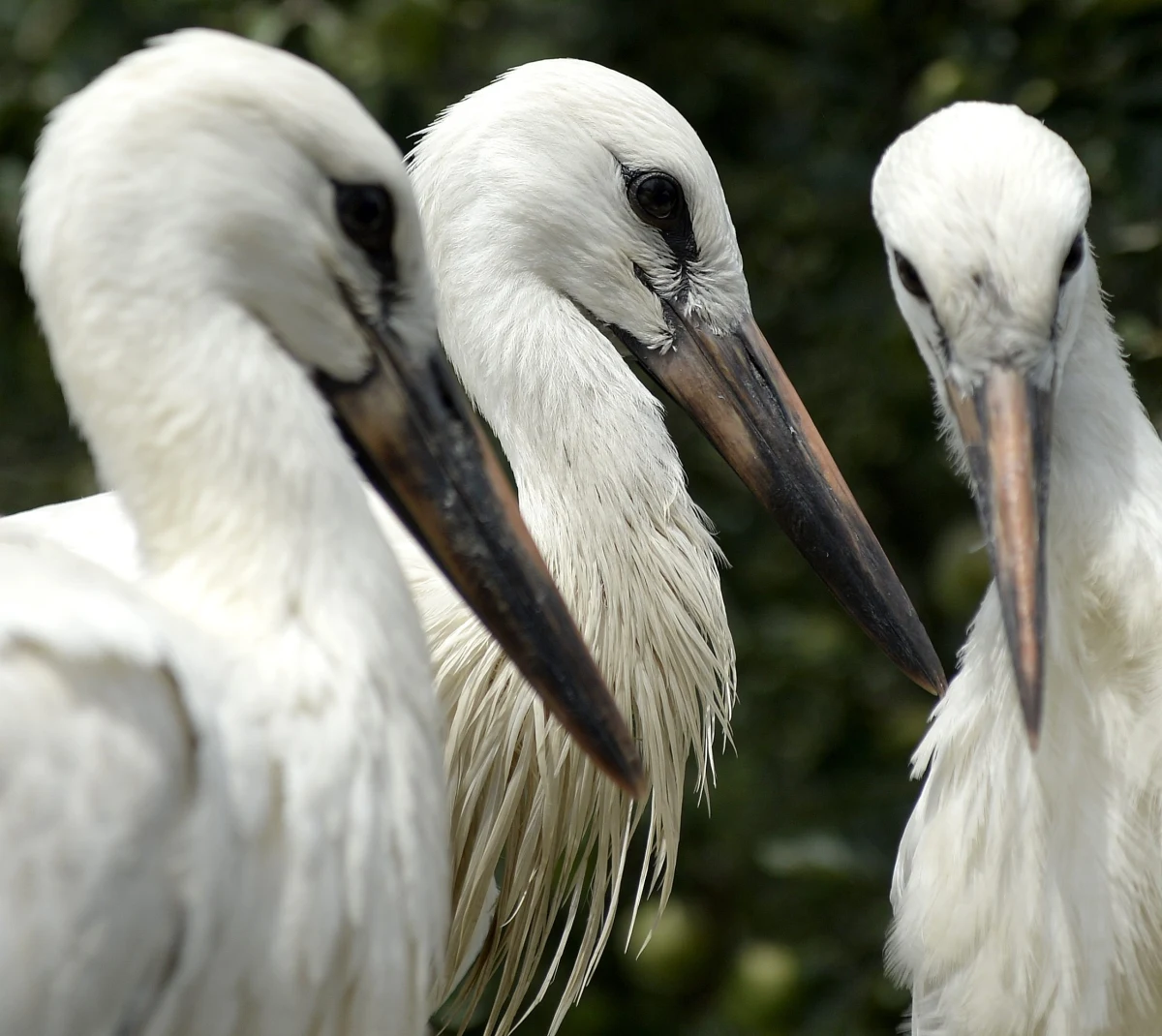 W tym roku nieco wcześniej niż zazwyczaj, bo już od 15 sierpnia bociany, skupione w stadach, zaczęły opuszczać Podkarpacie - przyznaje ornitolog dr Marian Stój. Do celu mają dotrzeć w listopadzie, a już w lutym wyruszą z powrotem do Polski.