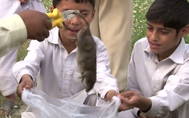 Nasir Ahmad od kilku lat walczy z plagą szczurów, która nawiedziła miasto Peszawar w północnym Pakistanie. Sam przyznaje, że jest to walka nierówna, ponieważ gryzonie rozmnażają się wyjątkowo szybko. – W ciągu dwóch lat zabiłem sto tysięcy szczurów. Chcę dojść do miliona – mówi Nasir.


W Peszawarze szczury sieją prawdziwe spustoszenie. Ich ugryzienia są tak groźne, że ofiary bardzo często umierają. Niedawno ten straszny los spotkał półtoraroczne dziecko, które zmarło w ciągu godziny po tym, jak gryzonie dostały się do jego łóżeczka i dotkliwie pogryzły malca.
