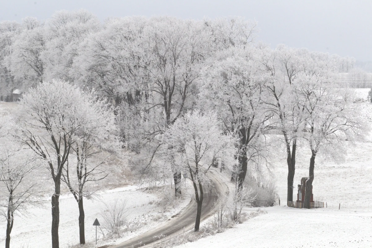 Bociany odleciały nieco wcześniej niż w ubiegłych latach, a za oknem deszczowo i chłodno. Czas już chyba pomyśleć o zimie... Interia.pl zapytała ornitologa o to, co nas czeka od grudnia.