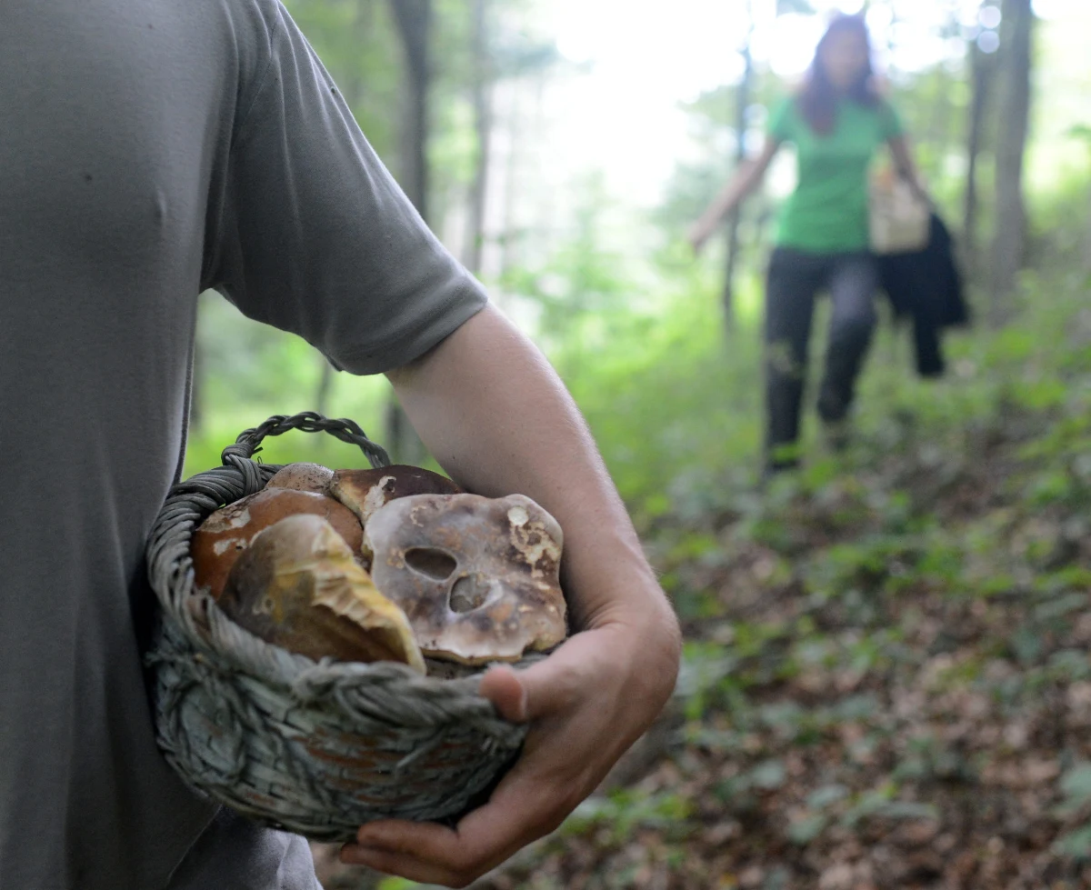 W okresie grzybobrania, czyli pod koniec lata i wczesną jesienią wrasta nawet kilkakrotnie liczba zaginięć - wynika z danych Komendy Głównej Policji. Jak zaznaczają policjanci, to efekt głównie nieroztropności i braku odpowiedzialności osób wybierających się na grzyby. "Wystarczy chwila nieuwagi i tracą ze sobą kontakt wzrokowy" - ostrzegają policjanci.