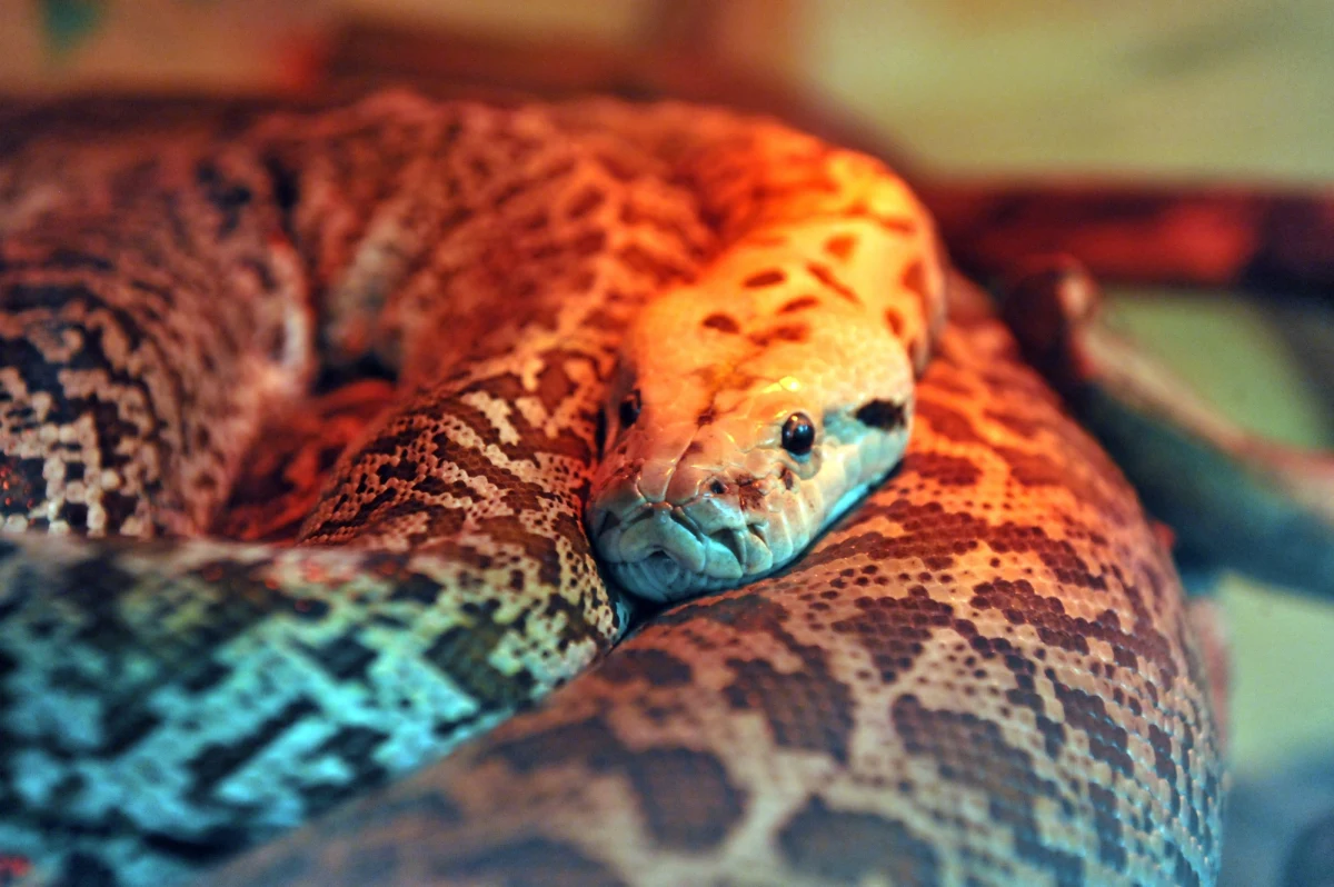 Na ulicy Krakowa przechodzień znalazł półtorametrowego boa dusiciela. Mężczyzna zauważył pełzającego gada przy ulicy Podgórki.