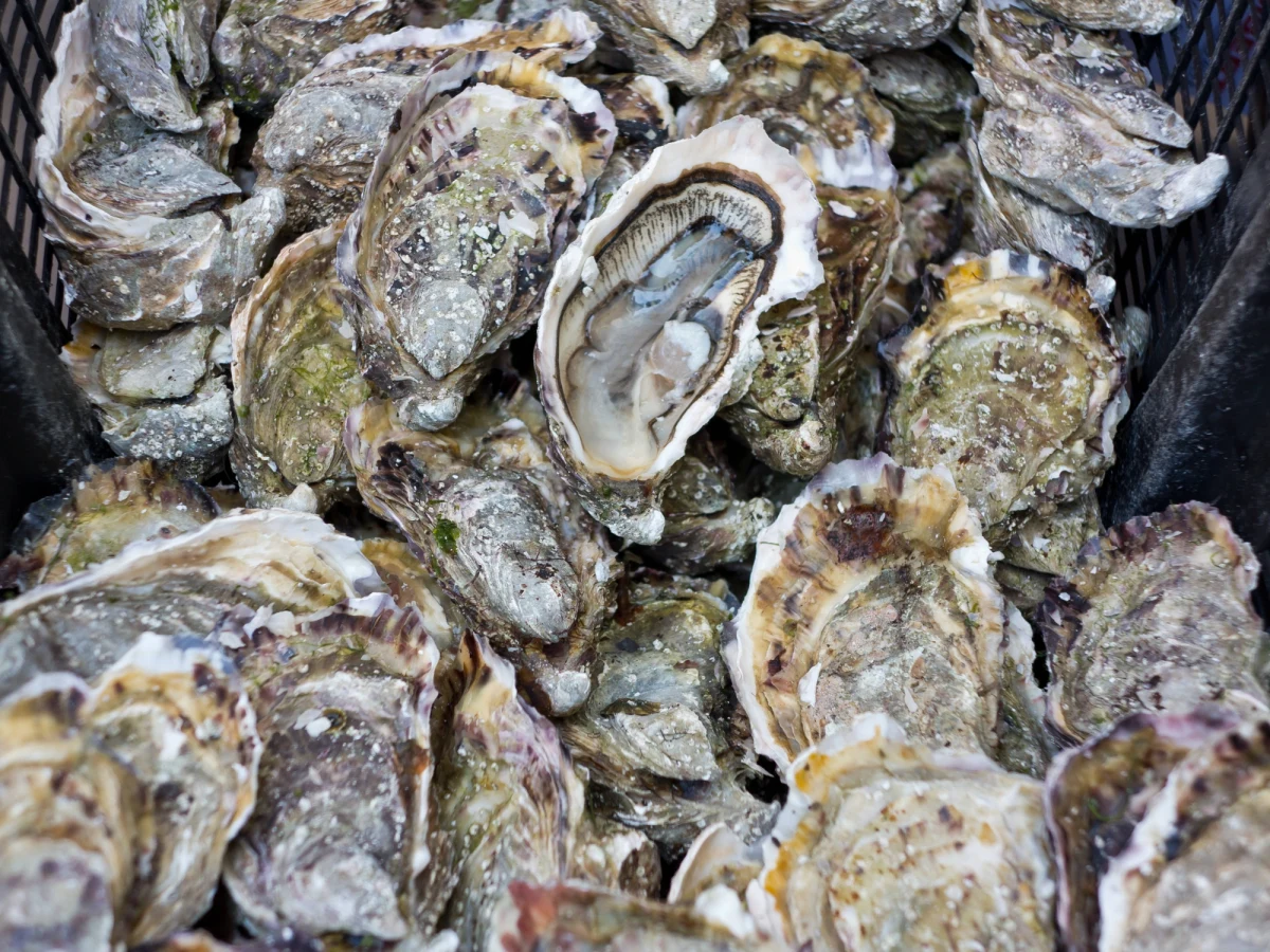 W zamówionych w restauracji w Salerno ostrygach pewien Włoch znalazł pięć pereł. Wyceniono je na prawie dwa tysiące euro - informuje włoski dziennik "Corriere del Mezzogiorno".