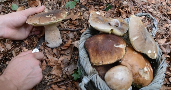 Zbieranie grzybów w Tatrach jest nielegalne. Grozi za to mandat w wysokości do 400 złotych a nawet sąd. 