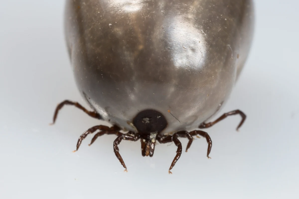 Rozpoczął się sezon na grzyby. Miłośnicy grzybobrania chodzą do lasu i wracają z kleszczami. Rekordzista, który zgłosił się do Wojewódzkiego Ośrodka Medycyny Pracy w Szczecinie miał ich na ciele aż 16! Lekarze ostrzegają, że sezon aktywności kleszczy jeszcze się nie skończył.
