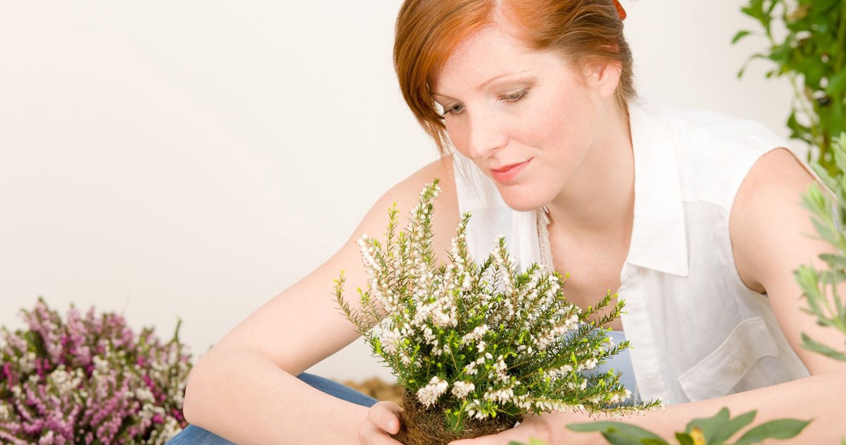 ​Zwróć na to uwagę, gdy kupujesz wrzosy. Inaczej nie przetrwają choćby miesiąca