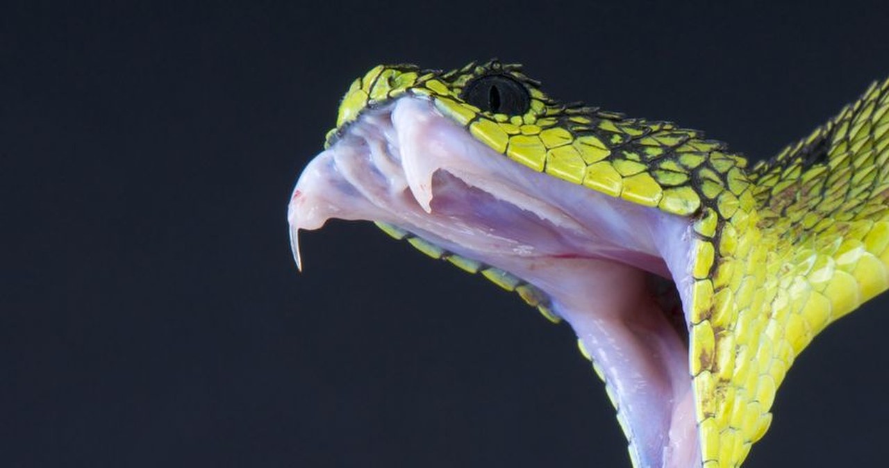 Tańsza alternatywa dla surowicy. Szansa dla ofiar ataków węży