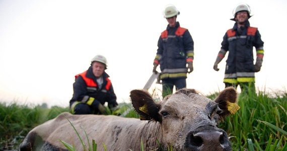 Nietypowa akcja straży pożarnej z niewielkiej miejscowości Billweder pod Hamburgiem. Strażacy zostali wezwani, żeby wyciągnąć krowę z wypełnionego szlamem rowu. Kiedy ich wysiłki na nic się nie zdały, wezwano pomoc. Dopiero traktorem udało się wyciągnąć biedne zwierzę, które ugrzęzło w błocie.