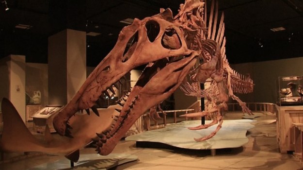 Łowcy dinozaurów całymi latami poszukiwali jego kości w piaskach północno-zachodniej Afryki. Wreszcie, po długich staraniach, udało im się zrekonstruować jego szkielet! Prehistoryczny gad, o którym mowa, to spinozaur - mierzący 15 m i 24 cm olbrzym, który 95 milionów lat temu przemierzał tereny na pograniczu dzisiejszego Maroka i Algierii, a także terytorium współczesnego Egiptu.


Wnioski, do jakich doszli paleontolodzy, badając szkielet spinozaura, są rewolucyjne i zmieniają naszą dotychczasową wiedzę o dinozaurach. Przez długi czas naukowcy myśleli, że wszystkie gady kopalne bytowały wyłącznie na lądzie, tylko okazjonalnie i na krótki czas schodząc do akwenów wodnych. Tymczasem okazuje się, że spinozaur żył w dwóch krańcowo różnych środowiskach – na lądzie i w wodzie. Miał wydłużony pysk, podobny do paszczy krokodyla, a także masywne tylne nogi i długi ogon, co pomagało mu w pływaniu. Prawdopodobnie spinozaur nurkował, by zdobywać pożywienie.


- Był królem wśród gigantów. Potrafił stawić czoła drapieżnym olbrzymom lądowym, jak tyranozaur, a także prehistorycznym rekinom i latającym gadom - mówi Nazir Ibrahim, paleontolog z Uniwersytetu Chigacowskiego, którego zasługą jest skompletowanie szkieletu spinozaura.