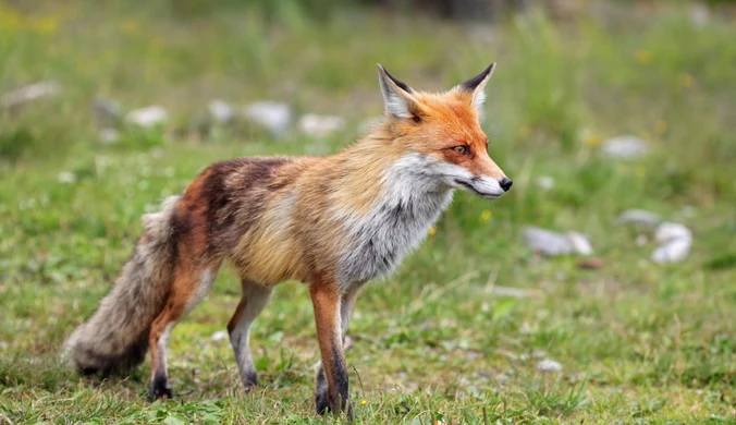 Brunatne kostki zrzucane z samolotów. Nie wolno ich podnosić