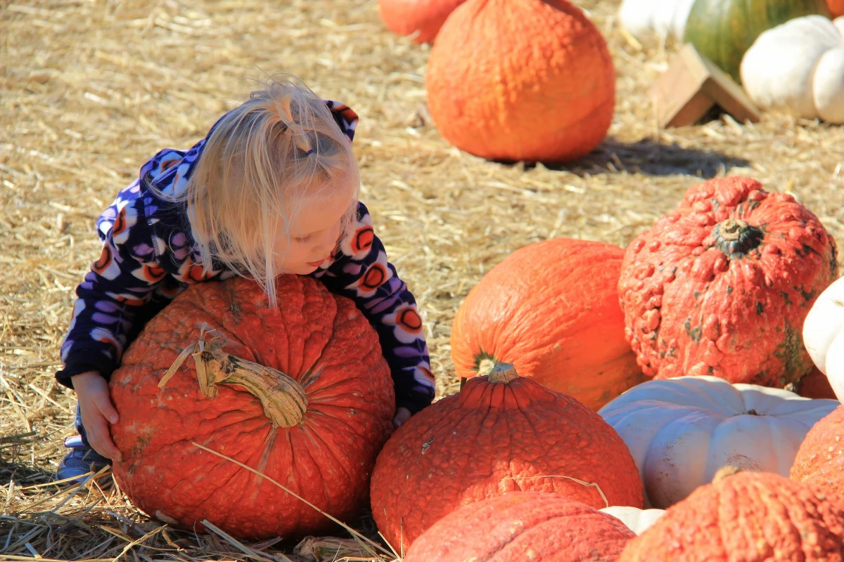 Niewielkie miasteczko Morton w Ilinois, w którym żyje kilkanaście tysięcy osób, to światowa stolica dyni. Z tamtejszej fabryki pochodzi 85 procent światowej produkcji, czyli przetworzonego warzywa w puszkach. Pulpa dyniowa wykorzystywana jest do zup, a w USA przede wszystkim do ukochanego ciasta Amerykanów, jakim jest pumpkin pie.  