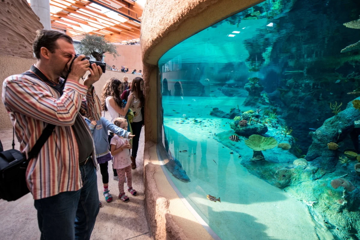 Dwa tysiące osób miało wczoraj okazję podziwiać Afrykarium we wrocławskim ogrodzie zoologicznym. Wśród szczęśliwców byli między innymi słuchacze RMF FM, którzy dostali od nas zaproszenia. To było wielkie testowanie Afrykarium przed otwarciem, które zaplanowano tej jesieni. 