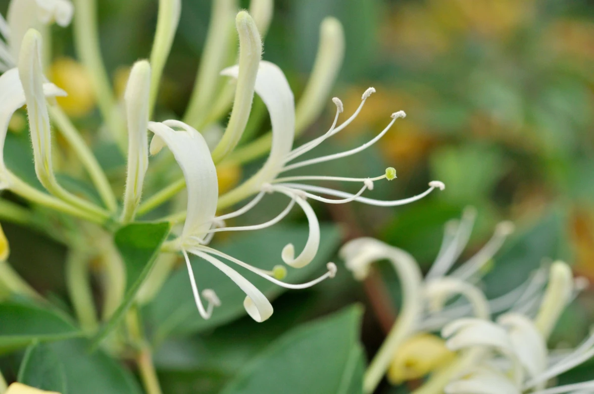 Wywar z tradycyjnego w chińskiej medycynie ziela, wiciokrzewu japońskiego, może skutecznie eliminować wirusy grypy. Takie sensacyjne doniesienia naukowców z Uniwersytetu Nanjing w Chinach przynosi w najnowszym numerze czasopismo "Cell Research". Kluczem do sukcesu mają być cząsteczki tak zwanego mikroRNA, jednoniciowe łańcuchy kwasu rybonukleinowego, które same nie kodują białek, ale mogą zablokować proces powielania się wirusa.