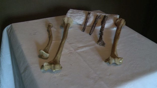 To pierwsze tego rodzaju znalezisko w tej części Europy! W miejscowości Tourville-la-Riviere w Normandii odkryto kości człowieka ze środkowego plejstocenu. Chociaż współczesny neandertalczykom, osobnik z Tourville nie do końca ich przypomina - a przynajmniej do takich wniosków doszli naukowcy, analizując trzy znalezione kości ramieniowe. - Pewne cechy wydają się wskazywać na jego wcześniejsze pochodzenie - mówi Bruno Maureille z francuskiego Krajowego Centrum Badań Naukowych.


Człowiek neandertalski to wymarły przedstawiciel rodzaju Homo. Żył w plejstocenie. Niektórzy naukowcy uważają go jednak tylko za podgatunek człowieka rozumnego.
