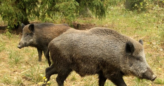 W podlaskiej gminie Gródek znaleziono szesnaście padłych dzików. U ośmiu z nich wykryto wirusa afrykańskiego pomoru świń. To już osiemnasty przypadek tej choroby w Polsce, ale pierwszy na tak dużą skalę. 