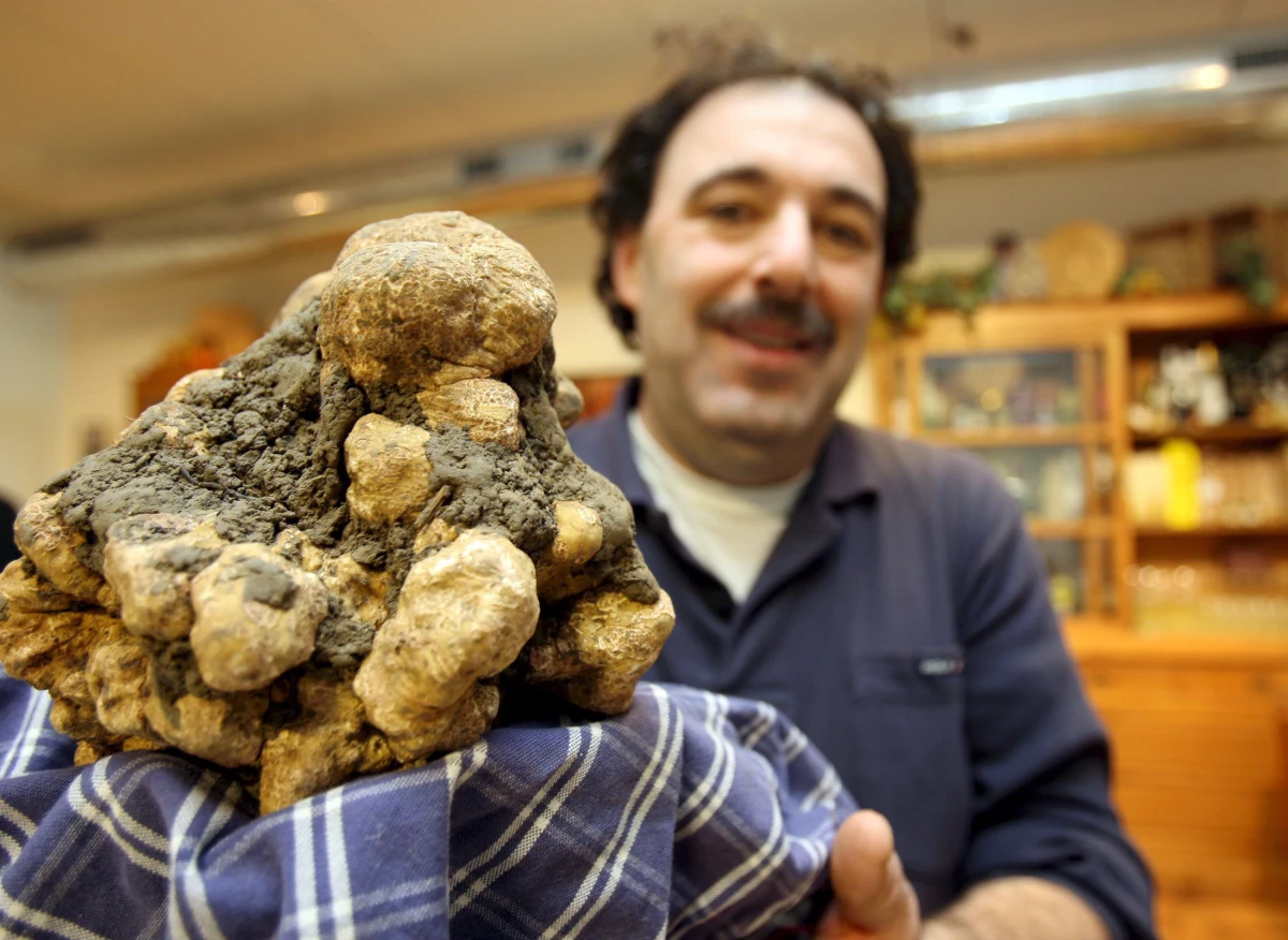 "W tym roku słynne białe trufle z Alby w Piemoncie będą po raz pierwszy już nie arcydrogim luksusem, ale wręcz demokratycznym dodatkiem" - ogłosiły włoskie media. Cenny tego najszlachetniejszego grzyba spadły nawet o połowę.