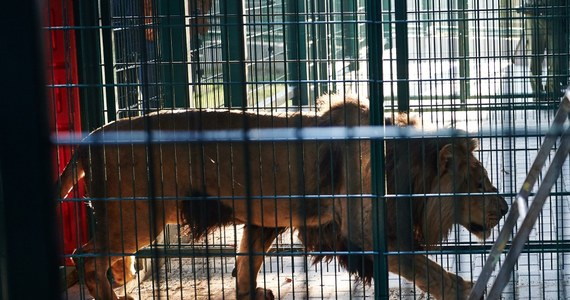 Lew Arco zadusił jedną z trzech samic, z którymi mieszkał w lwiarni otwartej w Gdańsku w miniony weekend. Lwy są nową atrakcją gdańskiego zoo. Przyjechały tam nieco ponad tydzień temu.