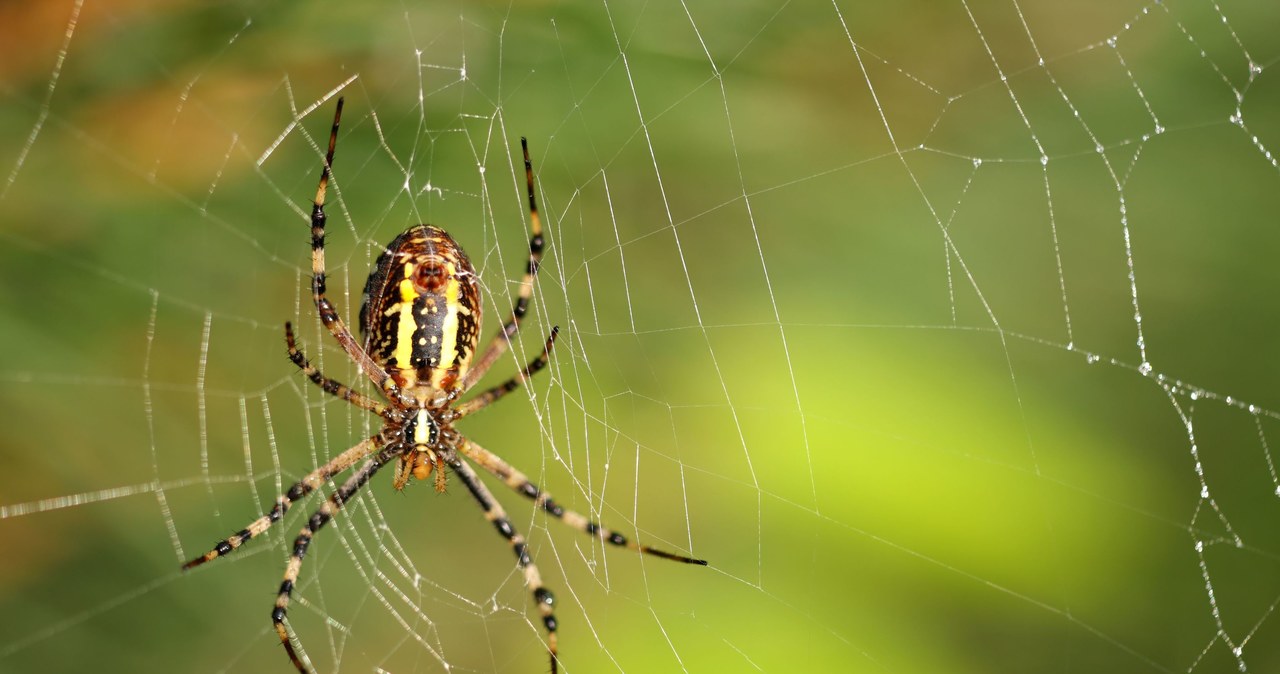 Arachnofobia Co To Jest Przyczyny I Objawy Lęku Przed Pająkami Jak Leczyć Arachnofobię 5587