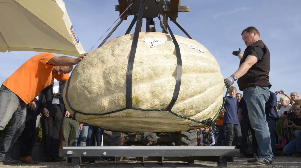 Szwajcarskiemu architektowi, z zamiłowania ogrodnikowi, Beniemu Meierowi udało się wyhodować największą dynię na świecie. Waży tyle co mały samochód. Tym samym ustanowił on Rekord Guinnessa. 