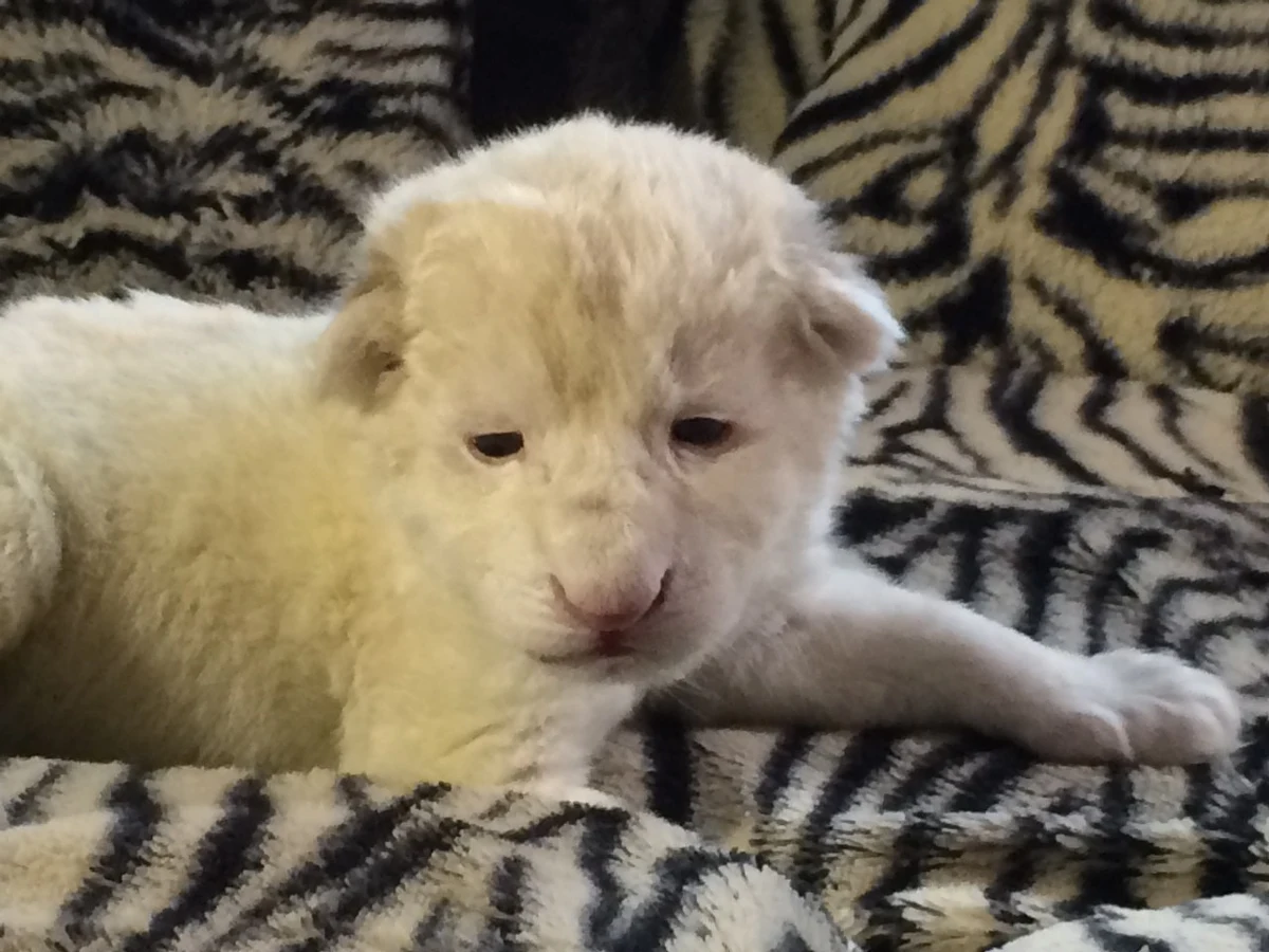 Mają trzy dni i ważą prawie 1600 i 1700 gramów - to para niezwykle rzadkich białych lwów, które urodziły się w ZOO Safari w Borysewie w Łódzkiem. 