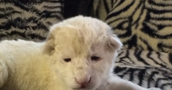 Mają trzy dni i ważą prawie 1600 i 1700 gramów - to para niezwykle rzadkich białych lwów, które urodziły się w ZOO Safari w Borysewie w Łódzkiem. 